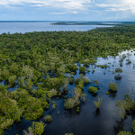 Floresta amazônica alagável às margens de um rio na região de influência da BR-319, no Amazonas