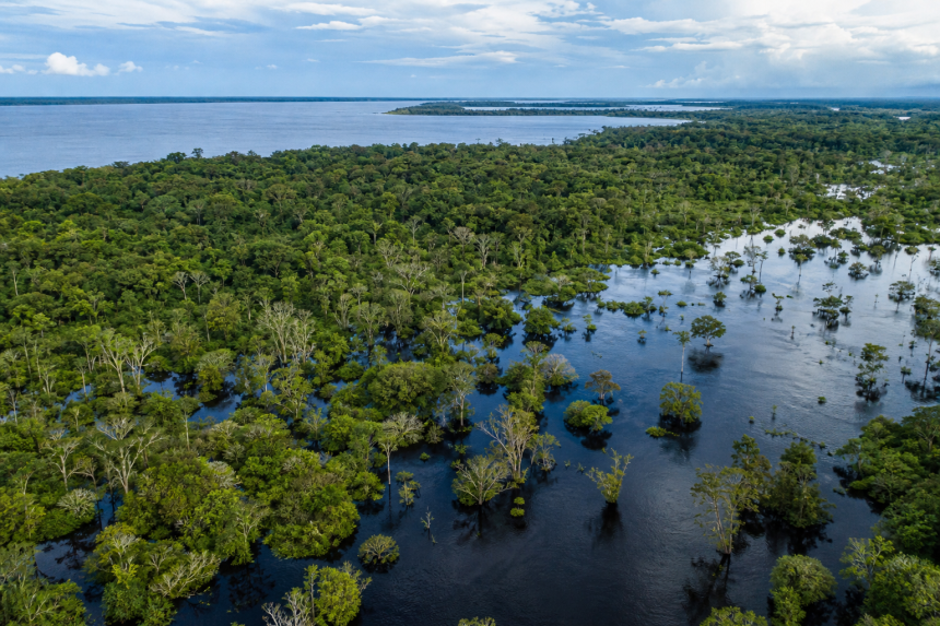 Floresta amazônica alagável às margens de um rio na região de influência da BR-319, no Amazonas